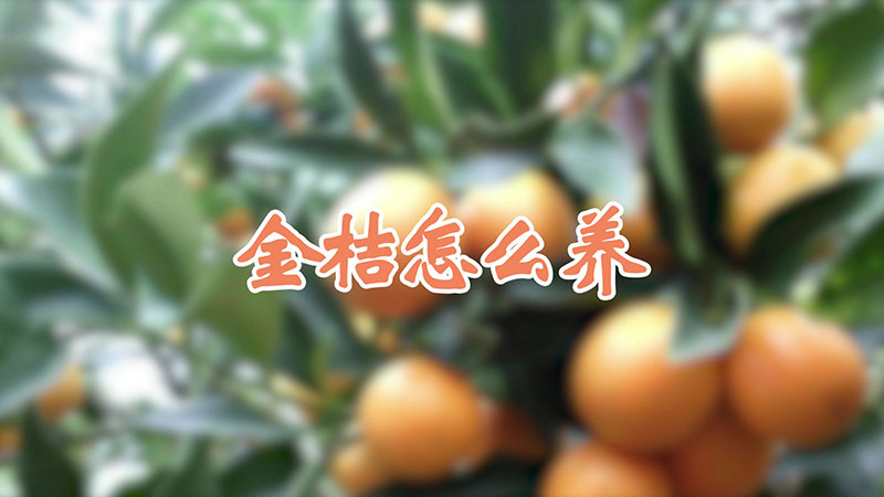 金桔怎么養(yǎng)