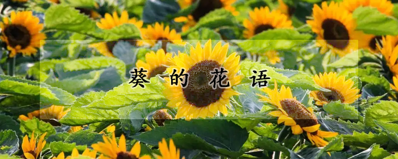 葵的花語(yǔ)