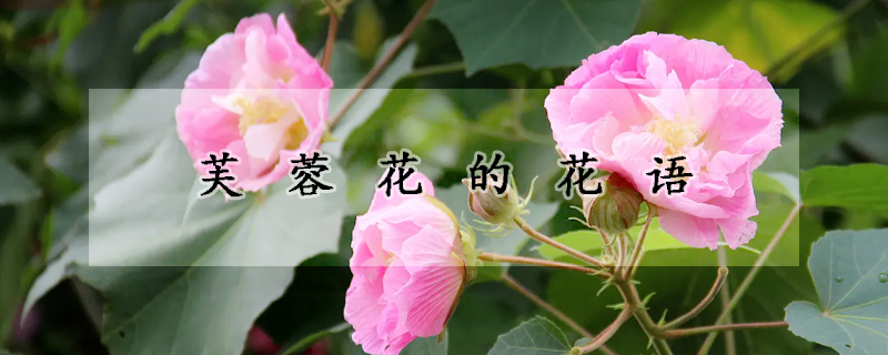 芙蓉花的花語