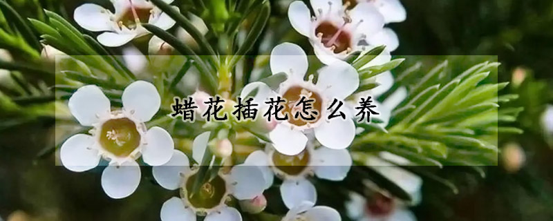 蠟花插花怎么養(yǎng)