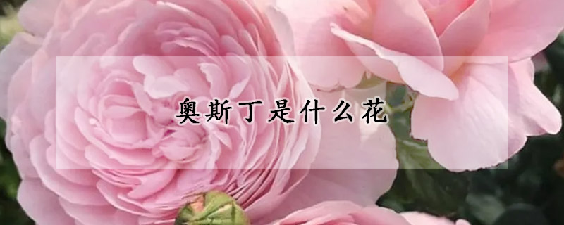 奧斯丁是什么花