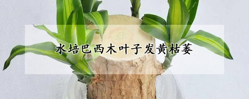 水培巴西木葉子發黃枯萎