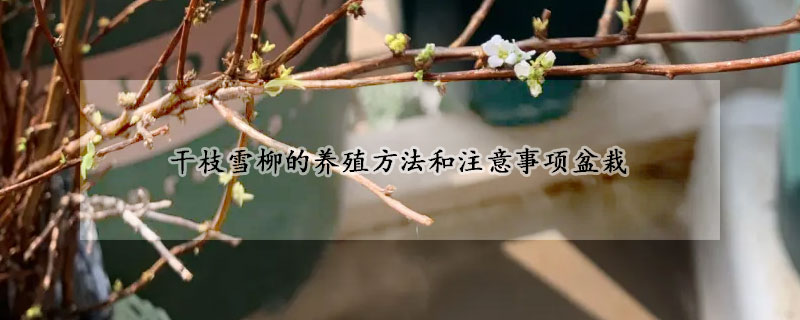 干枝雪柳的養殖方法和注意事項盆栽