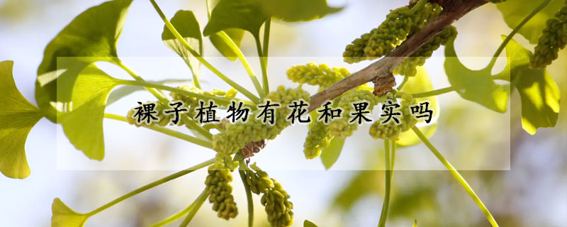 裸子植物有花和果實嗎