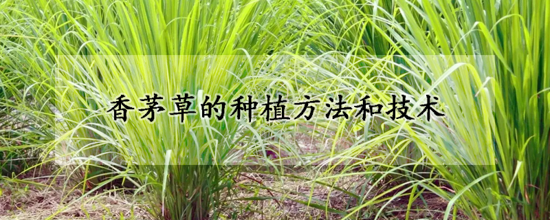 香茅草的種植方法和技術