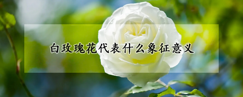 白玫瑰花代表什么象征意義