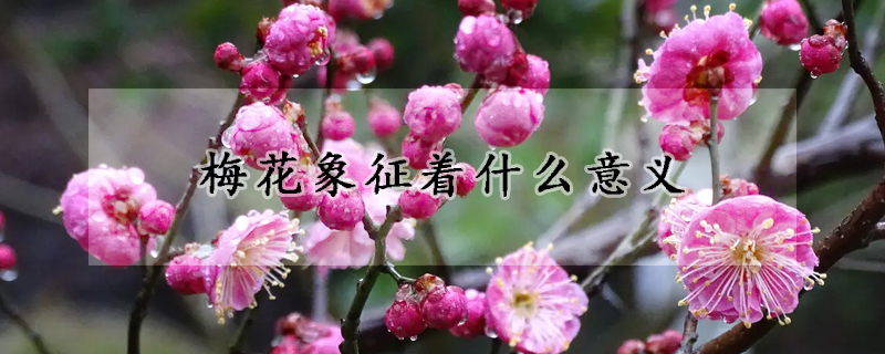 梅花象征著什么意義