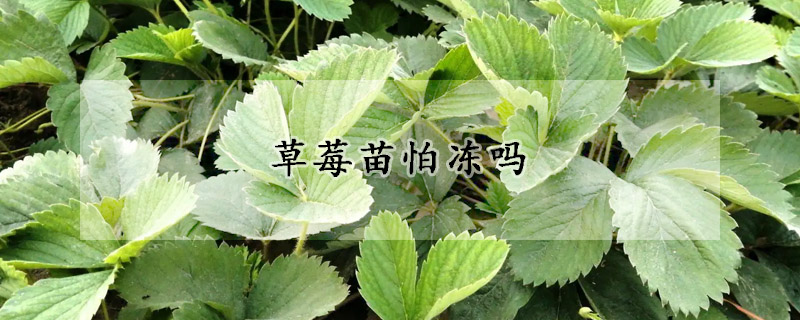 草莓苗怕凍嗎