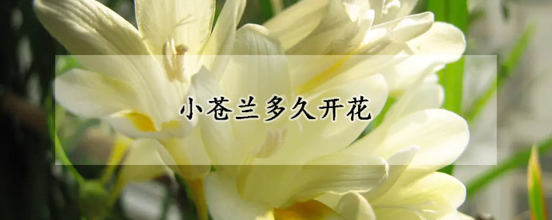 小蒼蘭多久開花