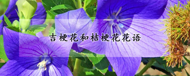 吉梗花和桔梗花花語