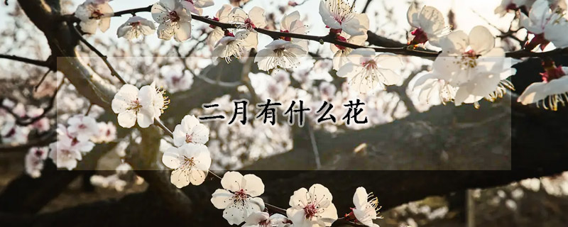 二月有什么花