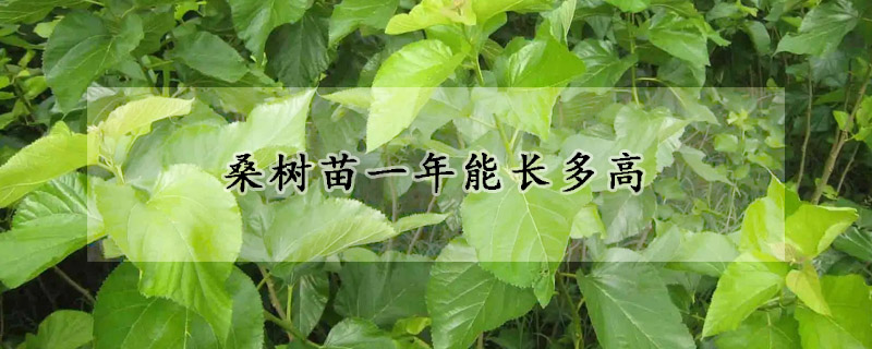 桑樹苗一年能長多高