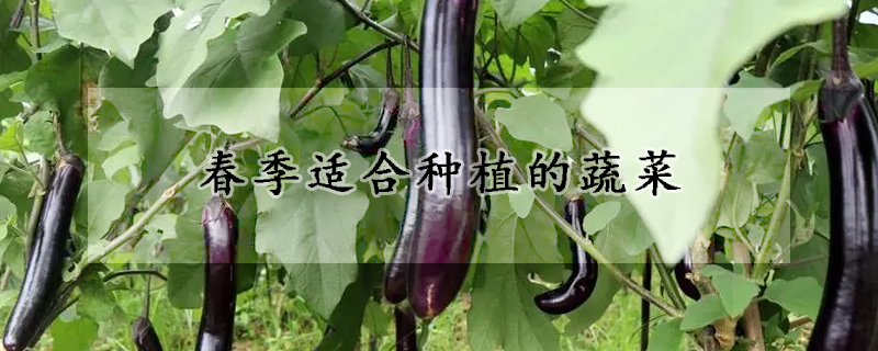 春季適合種植的蔬菜