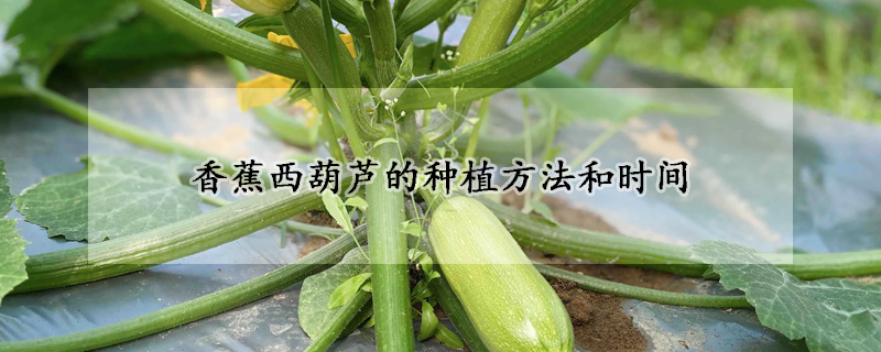 香蕉西葫蘆的種植方法和時間