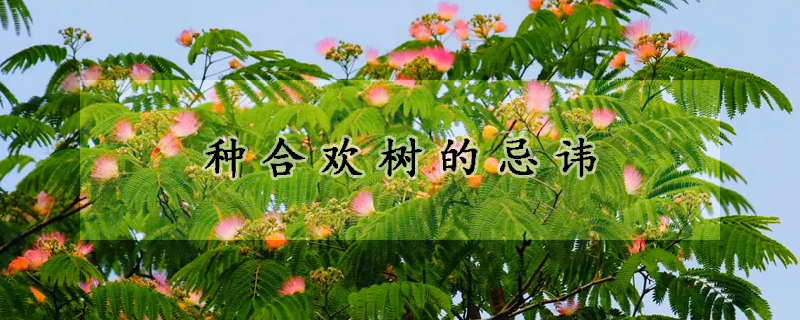 種合歡樹(shù)的忌諱