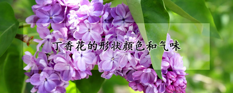 丁香花的形狀顏色和氣味