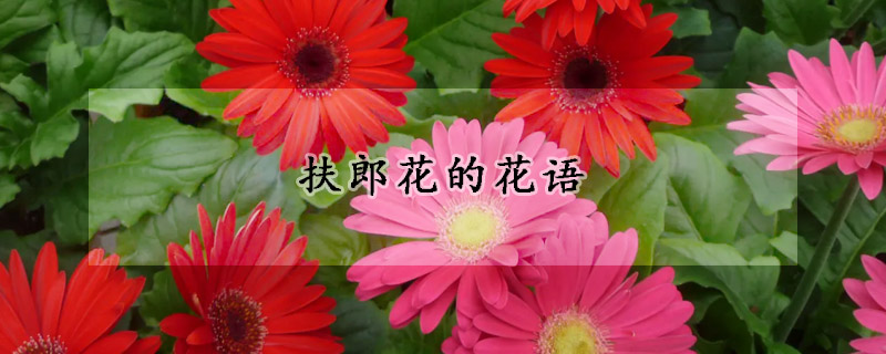 扶郎花的花語(yǔ)