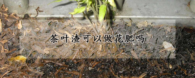 茶葉渣可以做花肥嗎