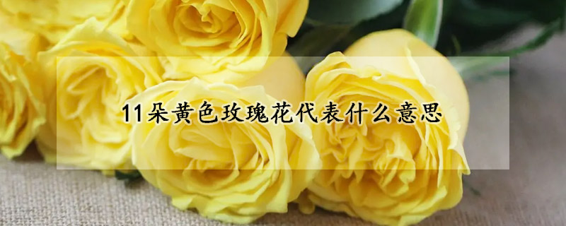 11朵黃色玫瑰花代表什么意思