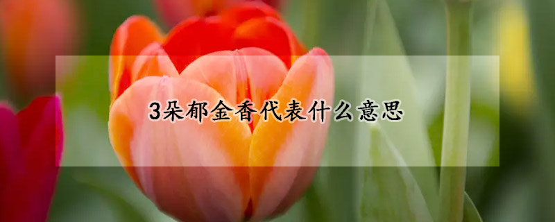 3朵郁金香代表什么意思