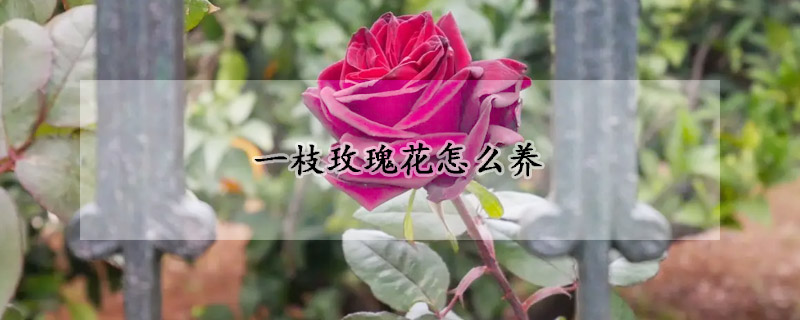 一枝玫瑰花怎么養