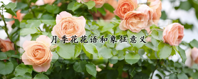 月季花花語和象征意義