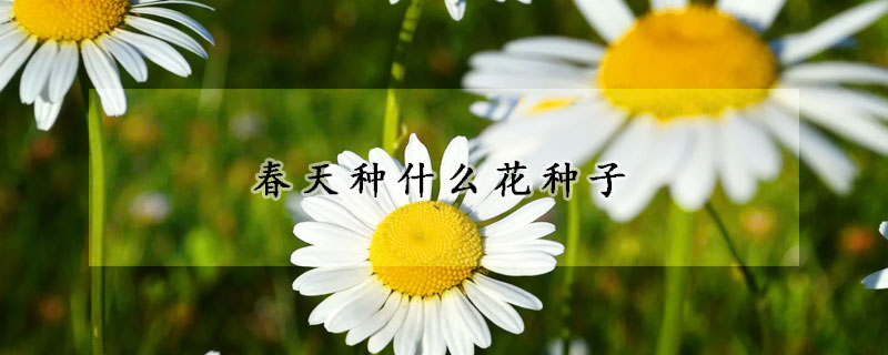 春天種什么花種子