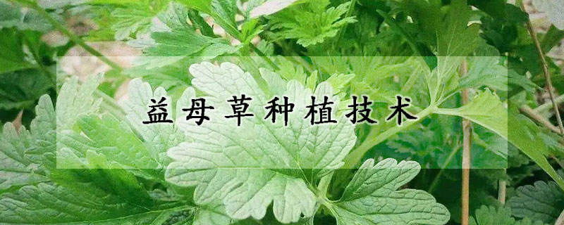 益母草種植技術(shù)