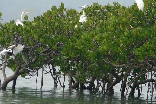 海洋植物有哪些