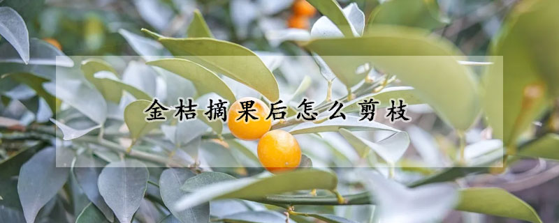 金桔摘果后怎么剪枝