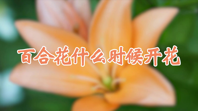 百合花什么時候開花