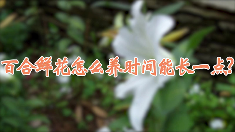 百合鮮花怎么養(yǎng)時(shí)間能長(zhǎng)一點(diǎn)?