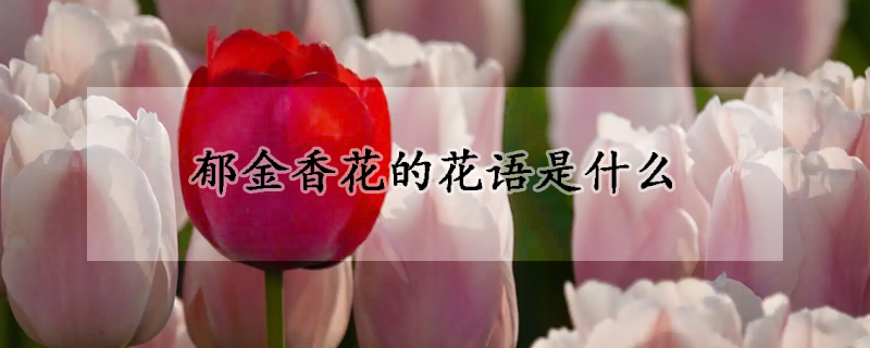 郁金香花的花語是什么