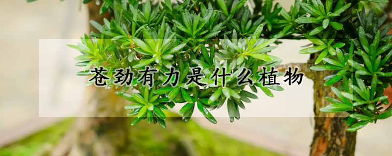 蒼勁有力是什么植物