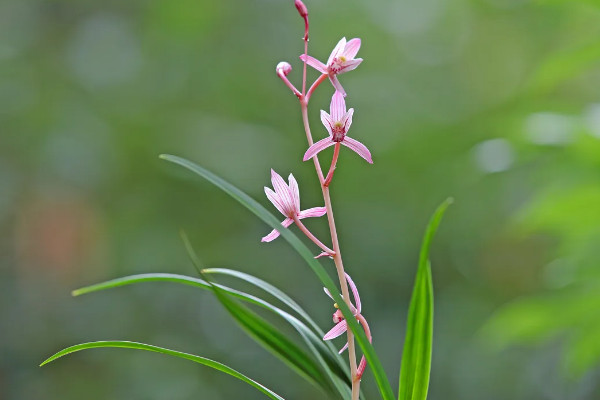 蘭花櫻花一年開幾次花