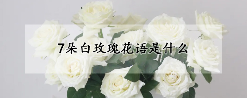 7朵白玫瑰花語是什么