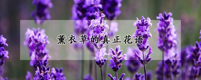 薰衣草的真正花語