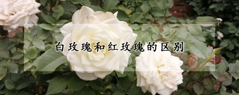 白玫瑰和紅玫瑰的區(qū)別