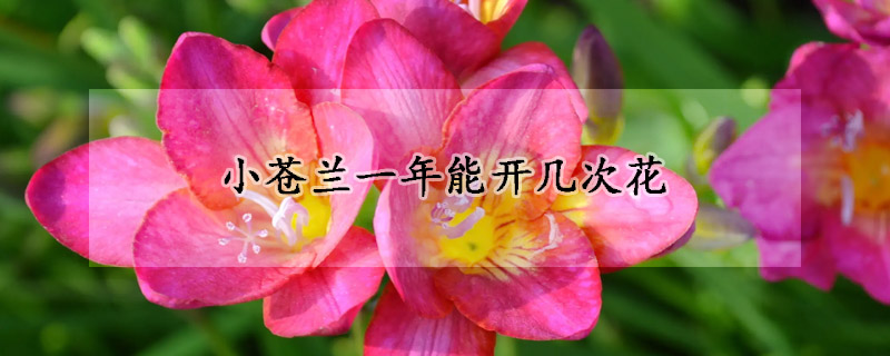 小蒼蘭一年能開幾次花