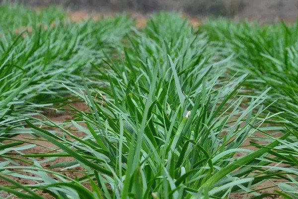 適合春季種植的蔬菜