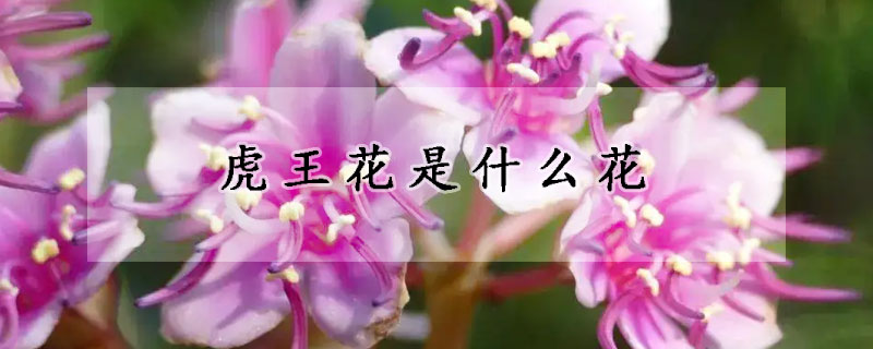 虎王花是什么花