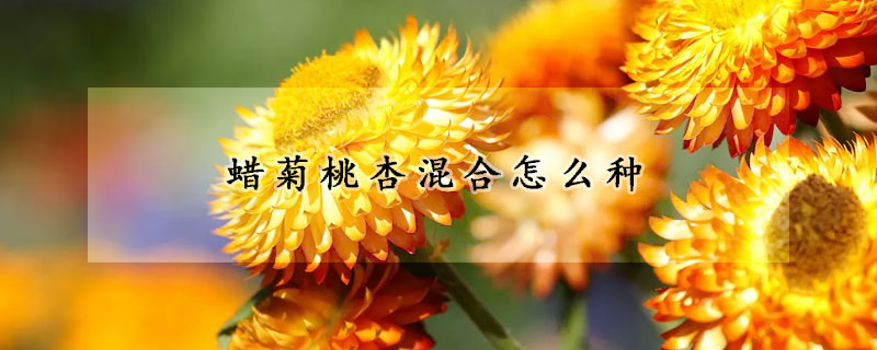 蠟菊桃杏混合怎么種