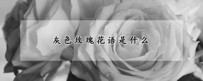 灰色玫瑰花語是什么