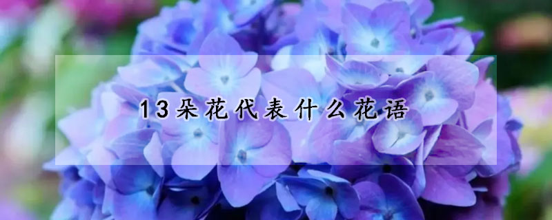 13朵花代表什么花語