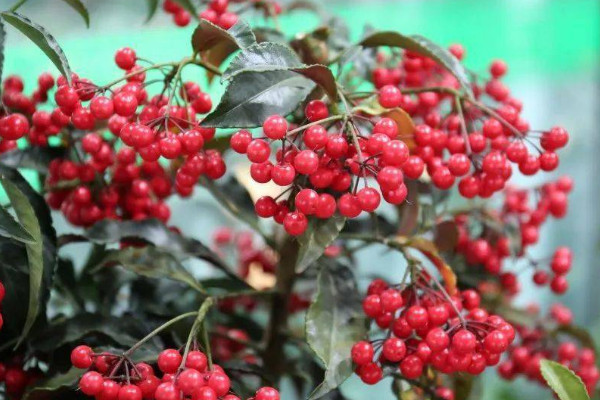 紅豆豆的花是什么花