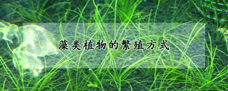 藻類植物的繁殖方式