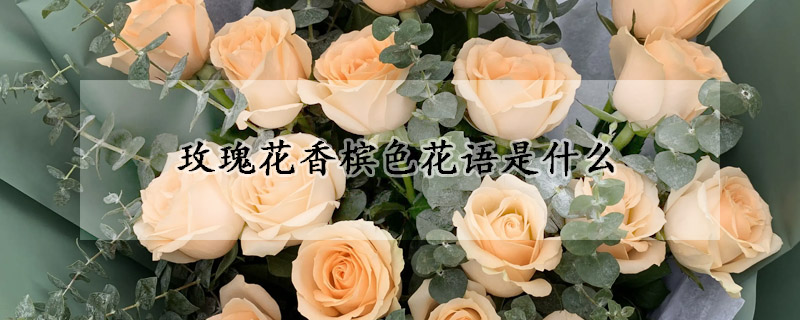 玫瑰花香檳色花語是什么