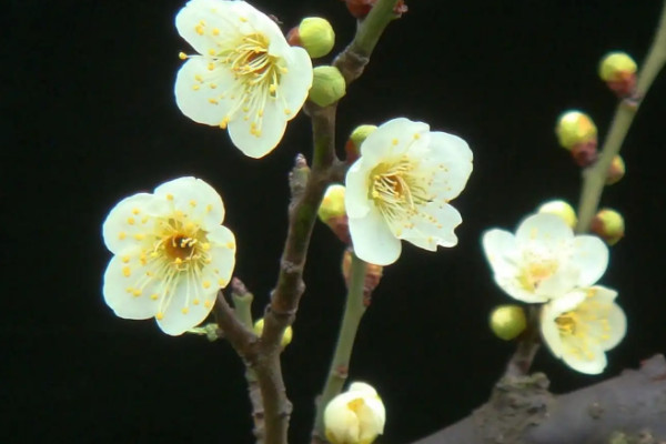 八節奇花是什么花