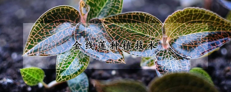 金線蓮種植技術