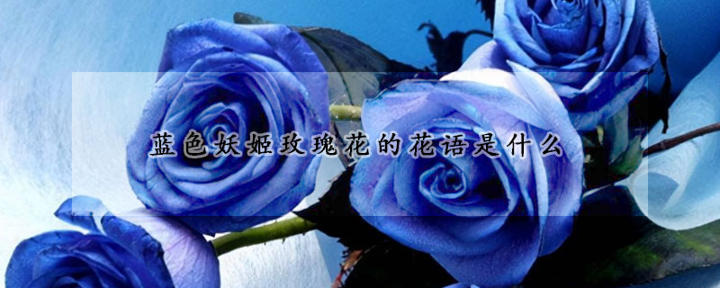 藍色妖姬玫瑰花的花語是什么